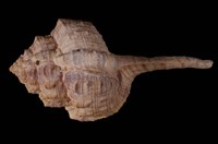 藏品(鷸頭骨螺)的圖片